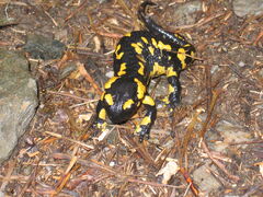 Fire salamander.jpg