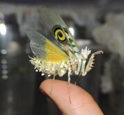 Flower Mantis.jpg