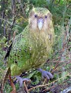 Kakapo (V2)