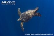 Leatherback-turtle-swimming