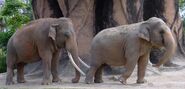 Male and female Asian elephants