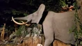 Rolling Hills Zoo Elephant.png (873 KB)
