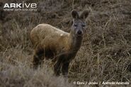 Siberian Musk Deer as Stygimoloch