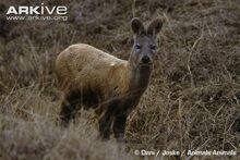 Siberian-musk-deer-.jpg