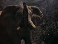TAL Elephant.png (2.74 MB)