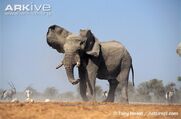 African-elephant-ear-flapping