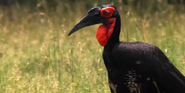 Southern Ground Hornbill