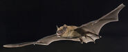 Big Brown Bat