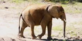 Birmingham Zoo Elephant.png (3.02 MB)