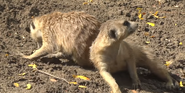 Meerkats as Crash and Eddie