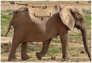 Elephant's Anatomy