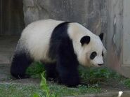 Giant Panda as Panda (SSR)