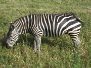 Grants Zebra.jpg