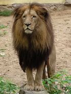 Katanga Lion in South Africa