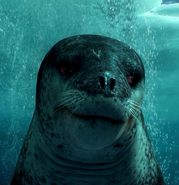 Leopard Seal water close up