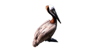 Brown Pelican