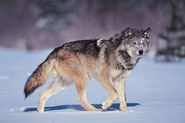 Northwestern Wolf