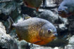 Red-Bellied Piranha as Megapiranha