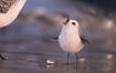 Common Sandpiper