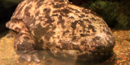 Smithsonian Zoo Giant Salamander