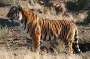 South China Tigress