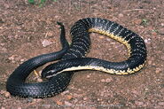 Tiger snake