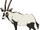 Arry the Arabian Oryx