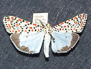 Crimson-speckled Flunkey (16389163026).jpg