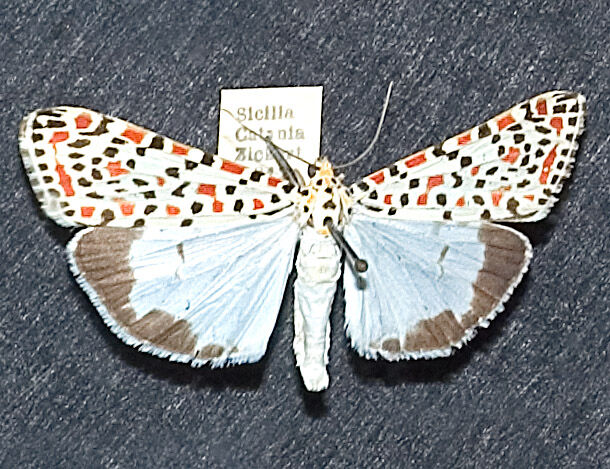 Crimson-speckled Flunkey (16389163026).jpg