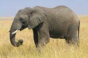 East African Bush Elephant (V3).jpg