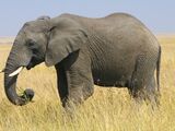 East African Bush Elephant