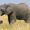 East African Bush Elephant
