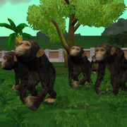 Eastern Chimpanzee Game zooempire2