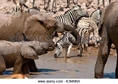 Elephants-and-zebras-congregating-at-okaukuejo-waterhole-for-a-drink-k3mnnx.jpg (42 KB)