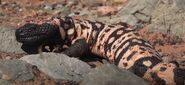 Gila Monster in Mexico