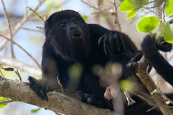 Howler Monkey.jpg