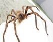 Huntsman Spider