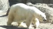 Indianapolis Zoo Polar Bear.png (282 KB)