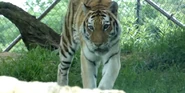 Louisville Zoo Siberian Tiger.png (2.25 MB)