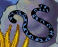 Banded Sea Krait