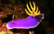 Nudibranch.jpg