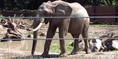 Omaha Zoo Elephant.png (2.85 MB)