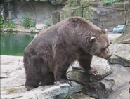 Kodiak Bear as Grizz