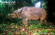 Javan Rhinoceros as Frank