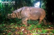 Javan Rhinoceros as Brontotherium