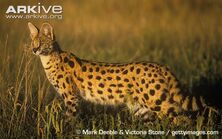 Serval.jpg