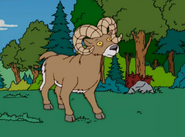 Simpsons Bighorn Sheep