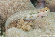 Species c4 576dd71c4be5f.w1300.h866