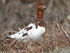 Willow Ptarmigan as Alaskacephale