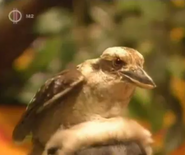 Zoboomafoo Kookaburra